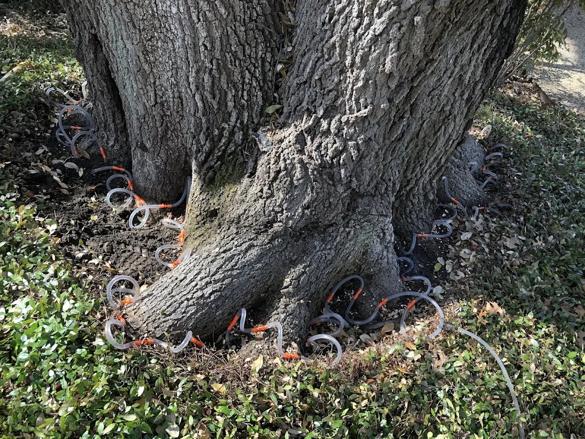 Detailed Tree Cabling and Bracing job site in Janesville
