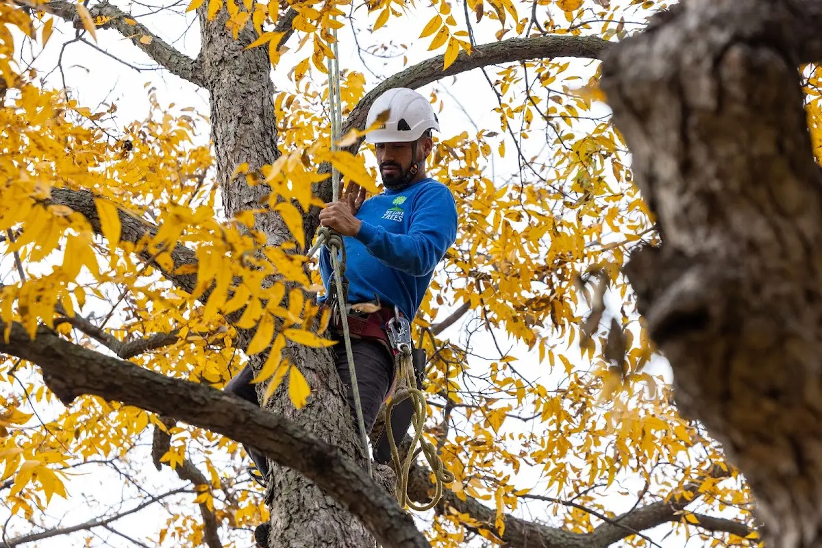 Skilled Tree Pruning crew working in Janesville